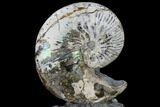 Fossil Ammonite (Hoploscaphites) - South Dakota #115152-2